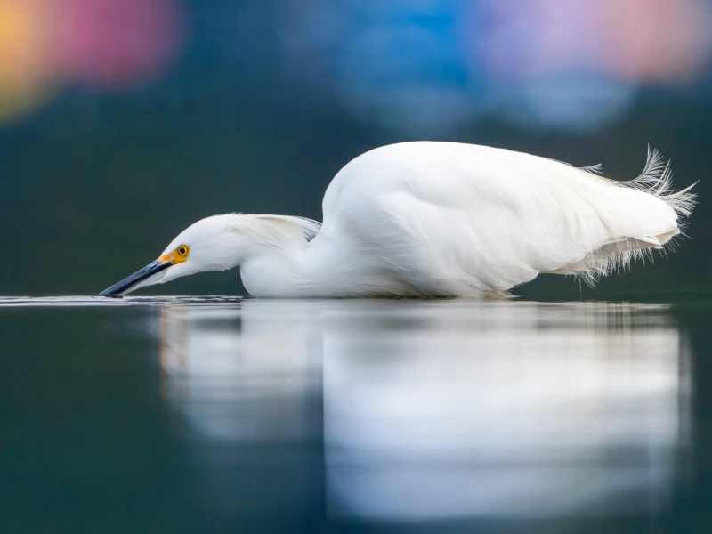 Guía Fotográfica de Avifauna