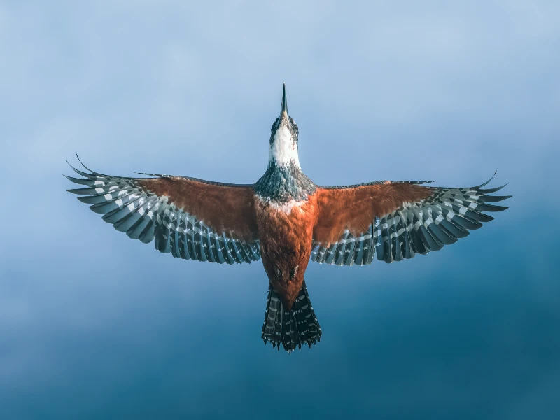 Guía Fotográfica de Avifauna