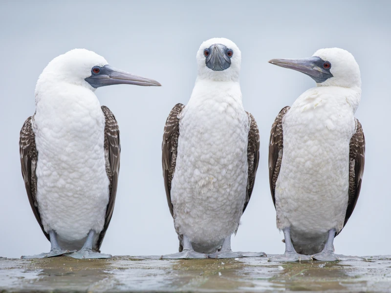 Guía Fotográfica de Avifauna