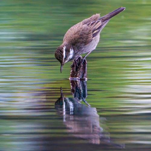 Aves Chilenas