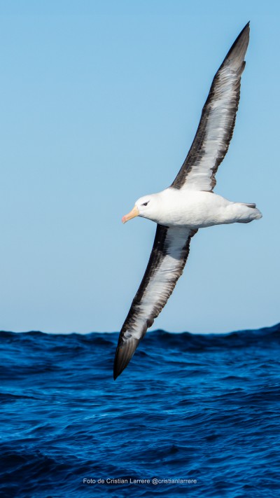 Albatro de Ceja Negra