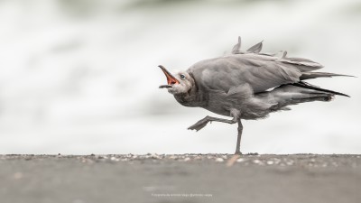 Gaviota Garuma