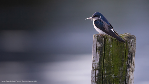 Golondrina Chilena