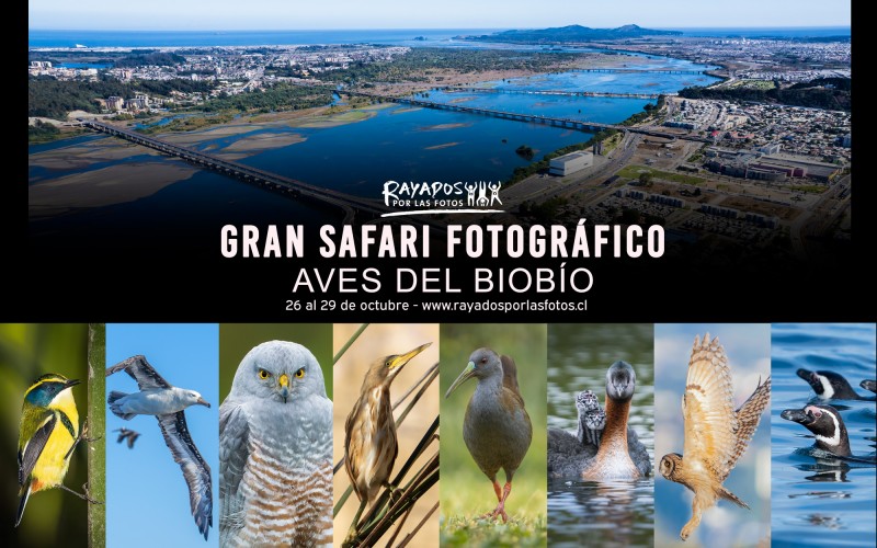 Gran Safari Aves del Biobío, Octubre de 2023